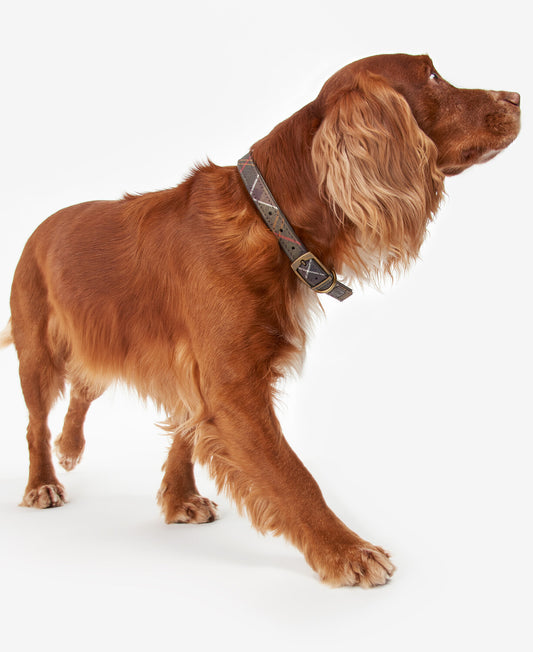 BARBOUR TARTAN DOG COLLAR